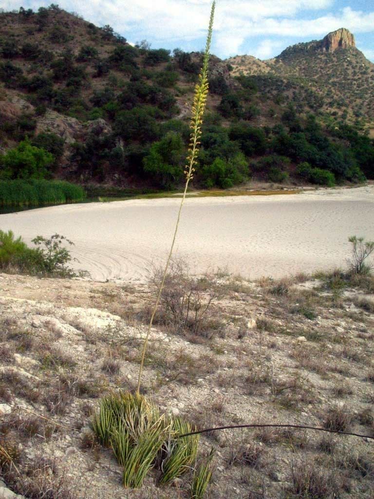 Schott-Agave 7