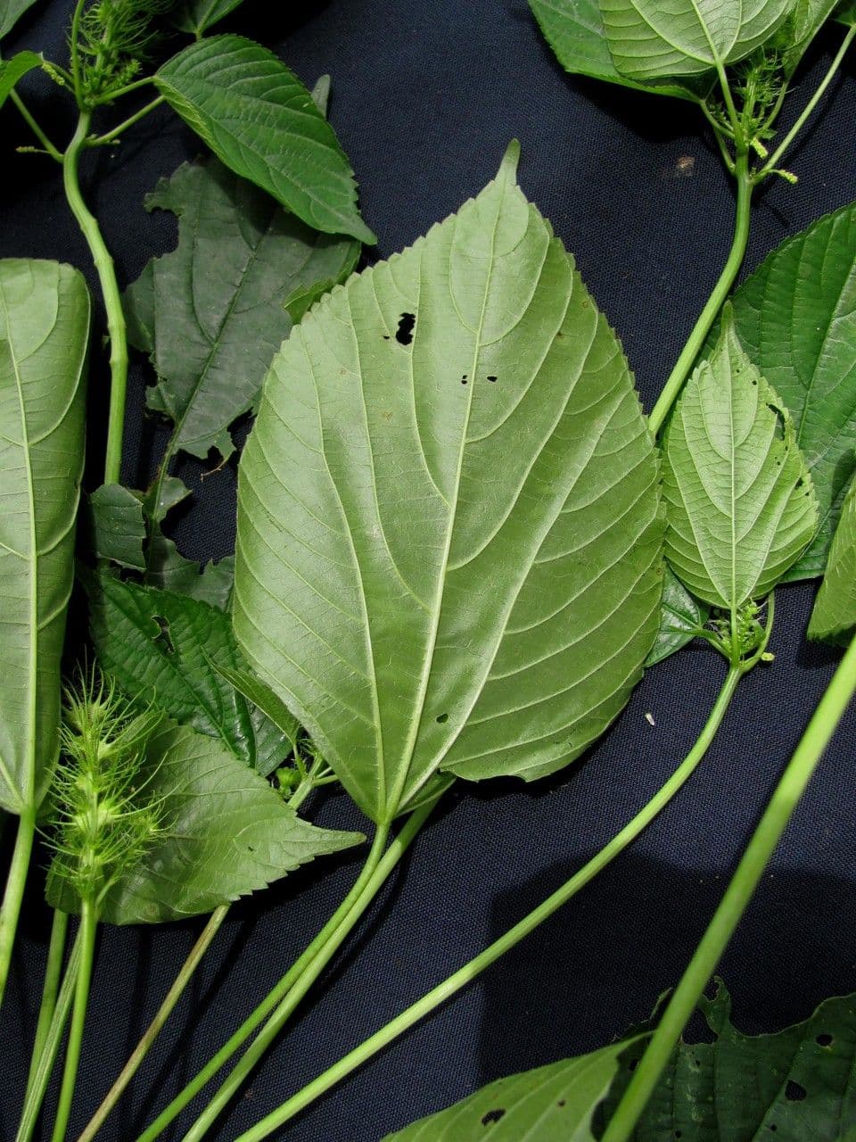 Acalypha 14