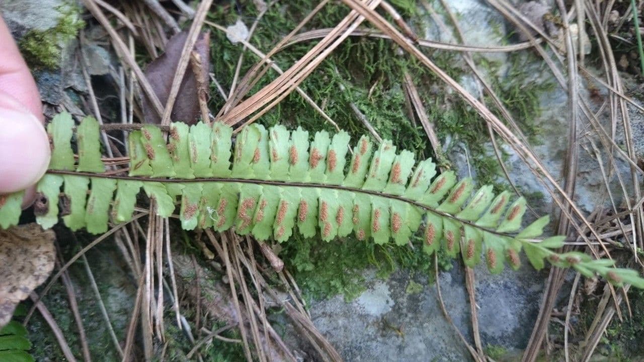 Asplenio monante 3