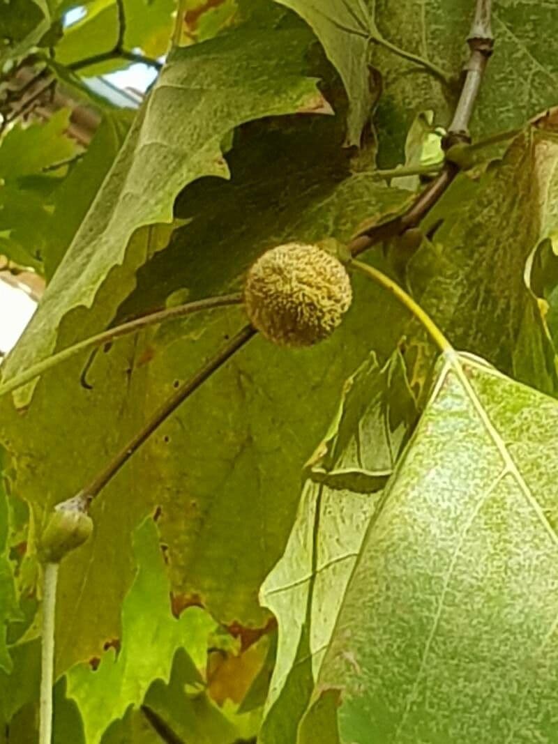 Platano comune 2