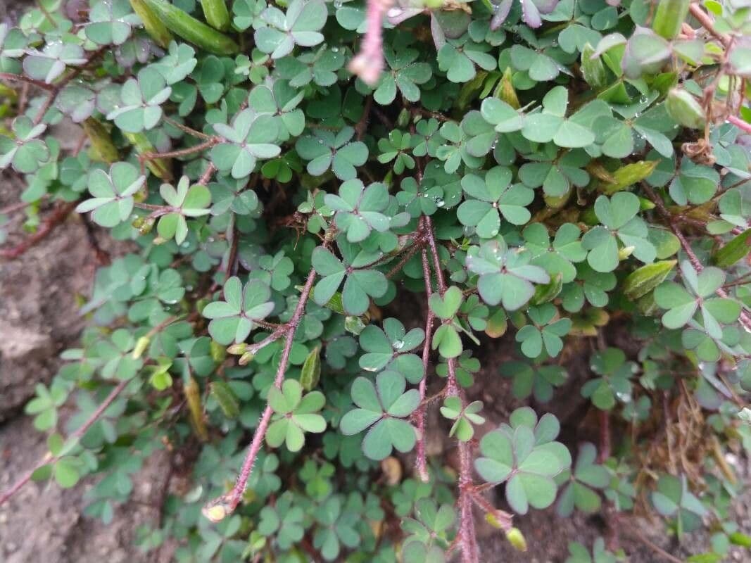 Acetosa esile 9