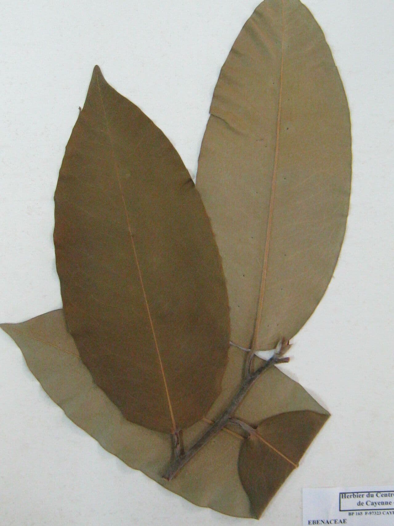 Samtapfel 15