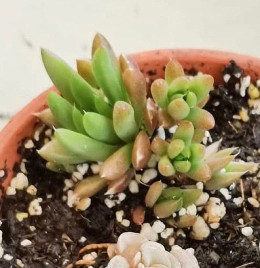 Orostachys giapponese 8