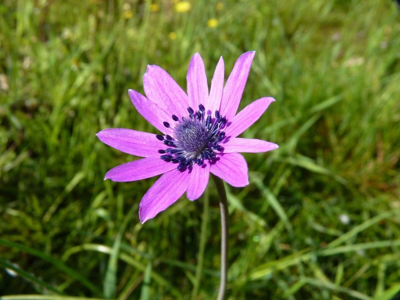Anemone dei giardini 3