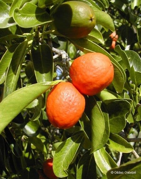 Fontainea