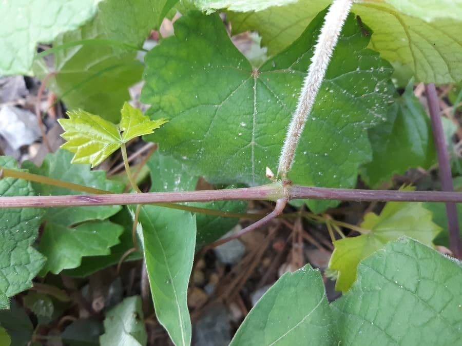 Vitis aestivalis 25