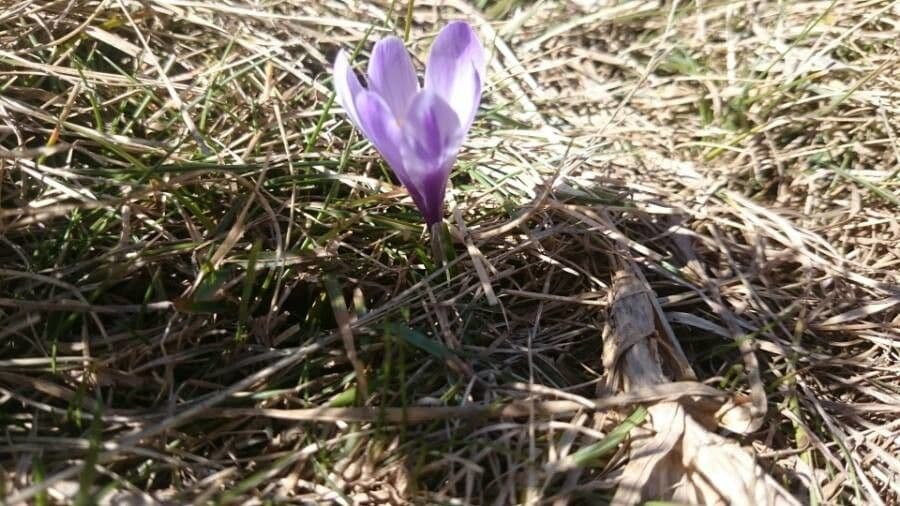 Krokus 2