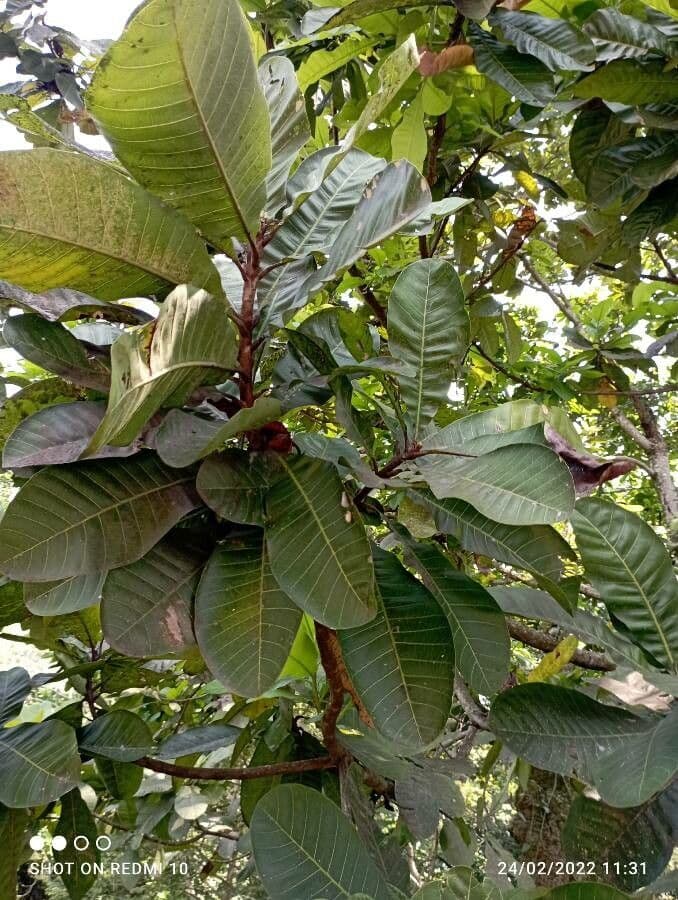 Wild cashew 6