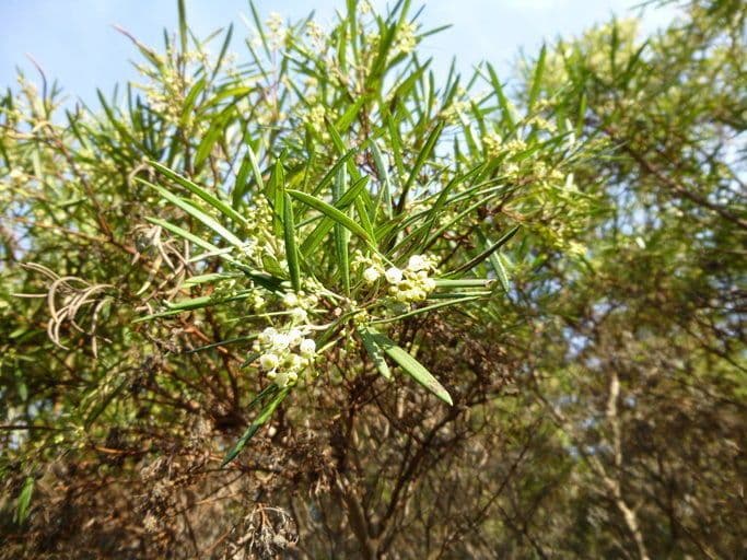 Ornithostaphylos 3