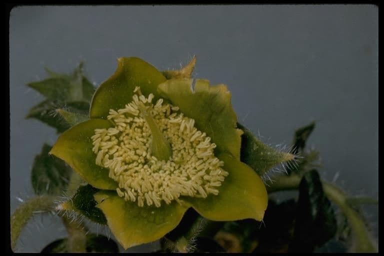 Mentzelia 3