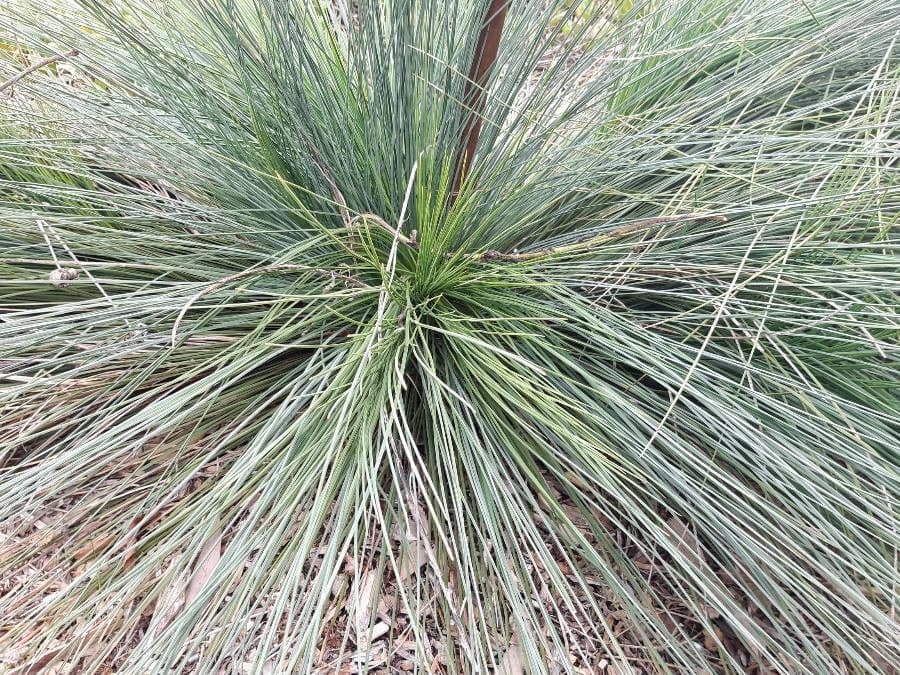 Xanthorrhoea 16