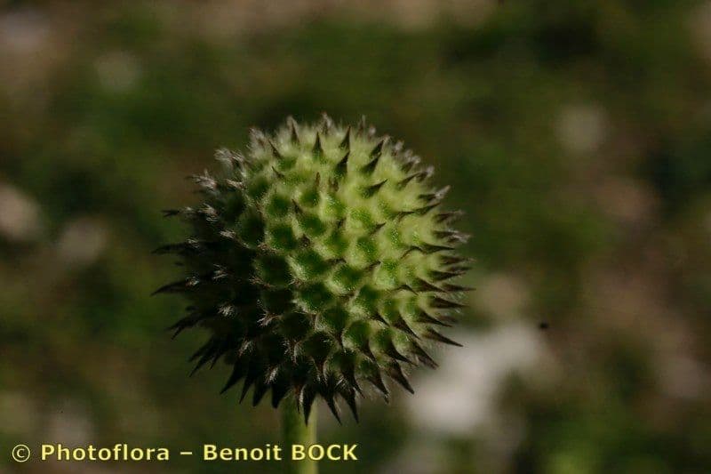 Cephalaria alpina 3