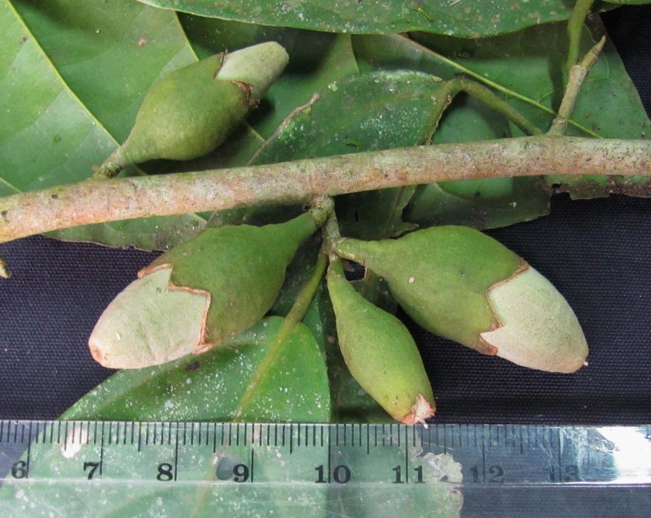 Quararibea funebris 13