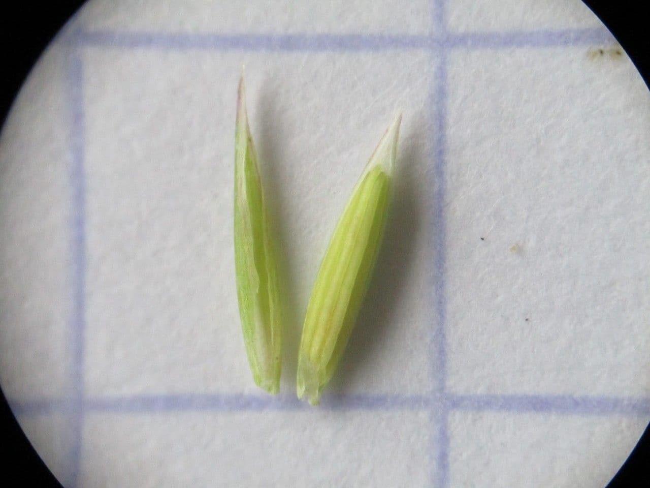 Festuca marginata 7