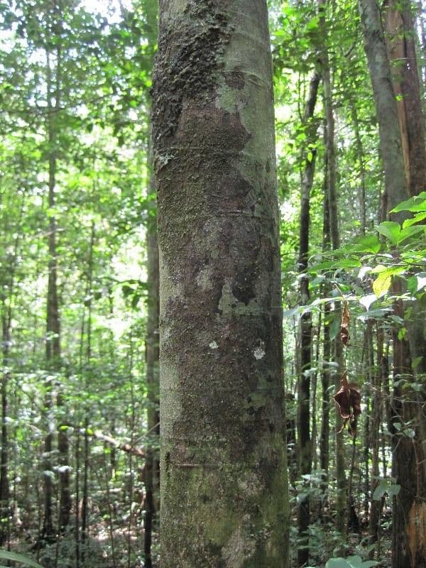 Cassipourea 4