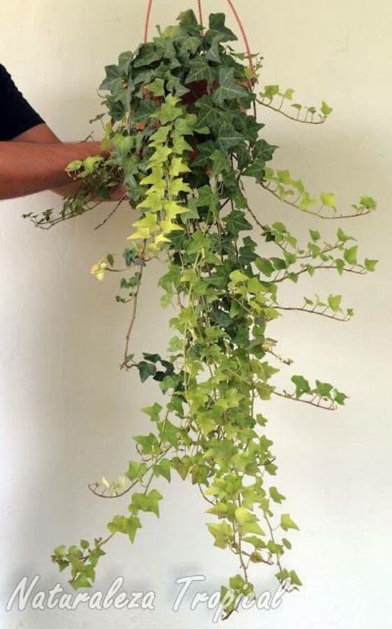 Senecio 2