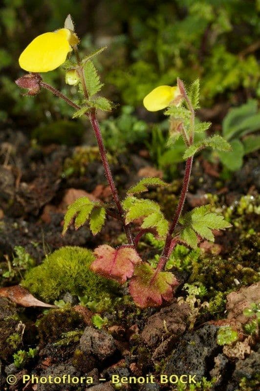 Calceolaria 12