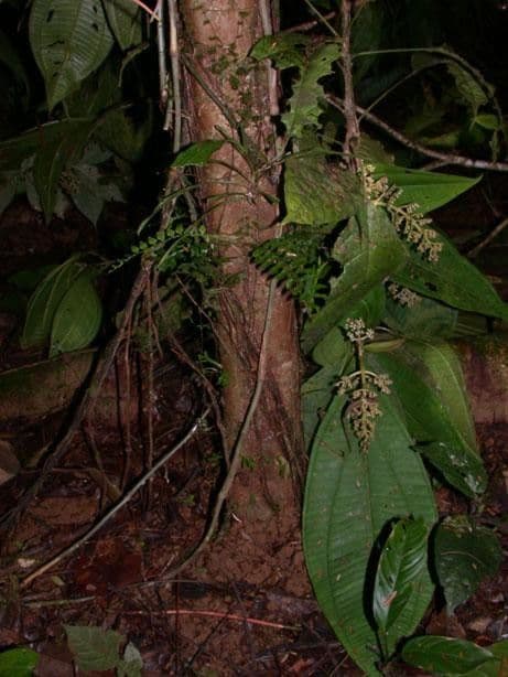 Miconia 5