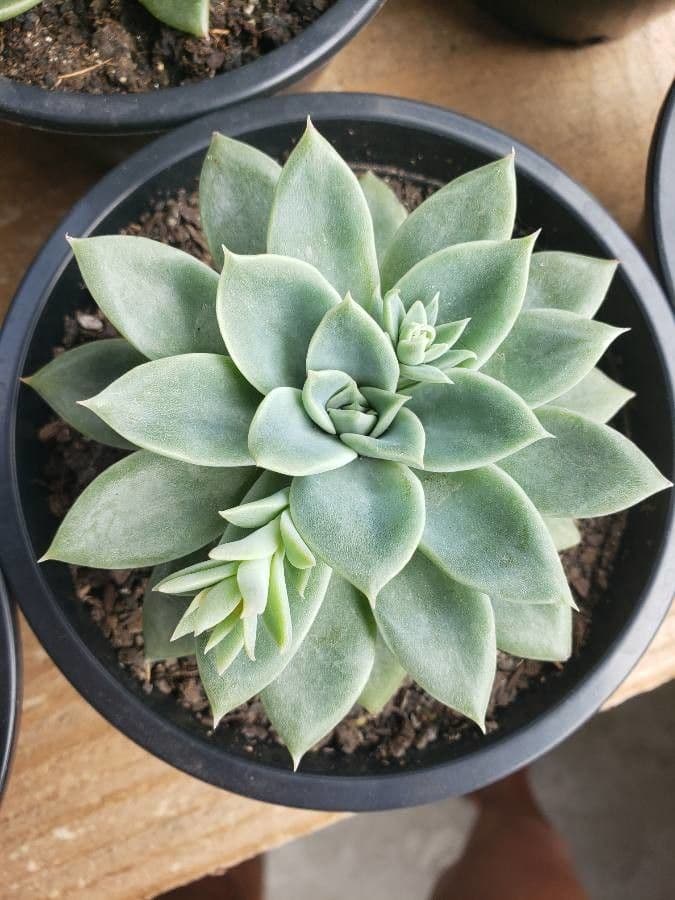 Echeveria 5