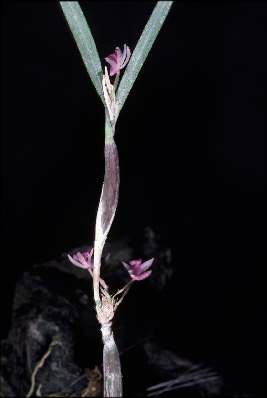 Scaphyglottis 3