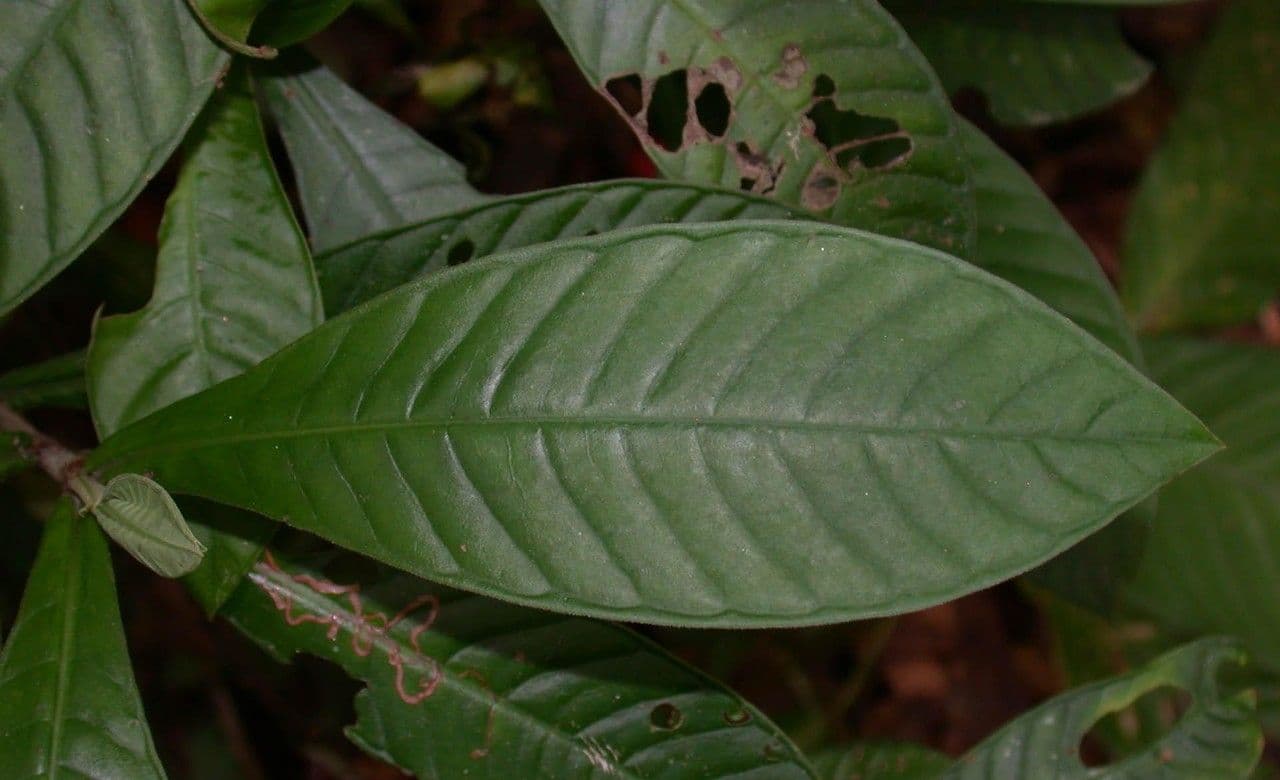 Psychotria 11