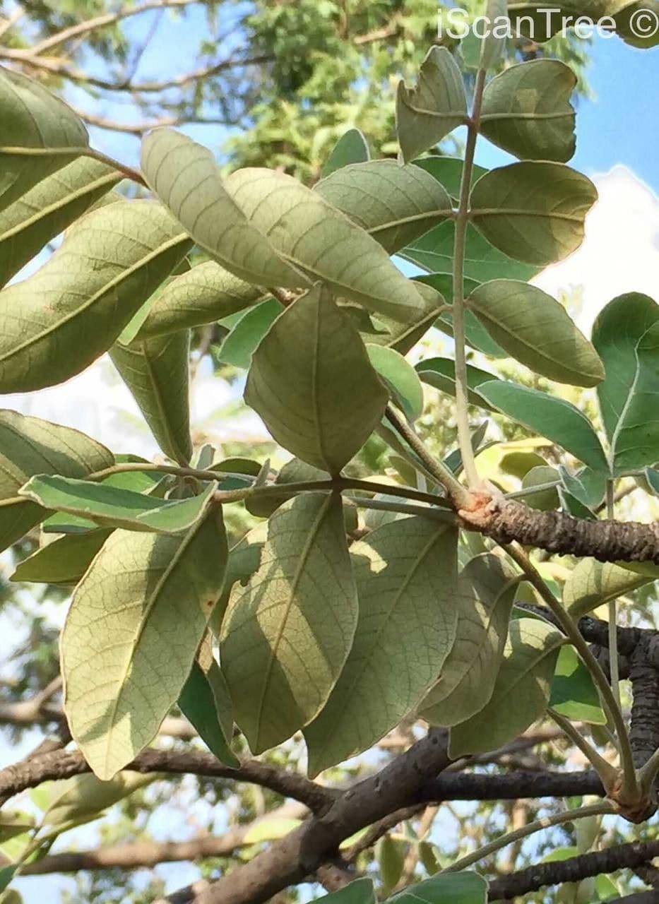 Lannea discolor 6