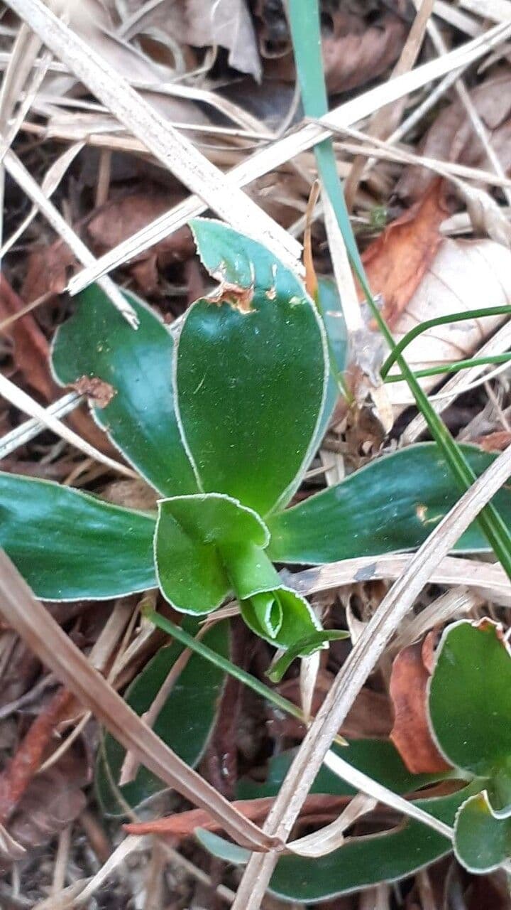 Primula 9