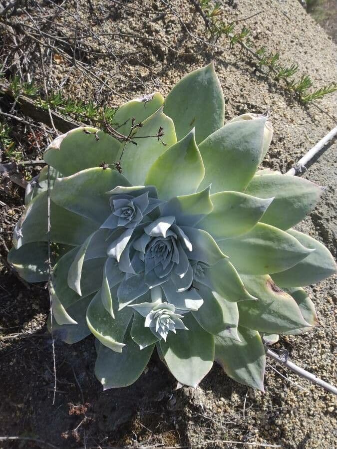 Dudleya pulverulenta 6