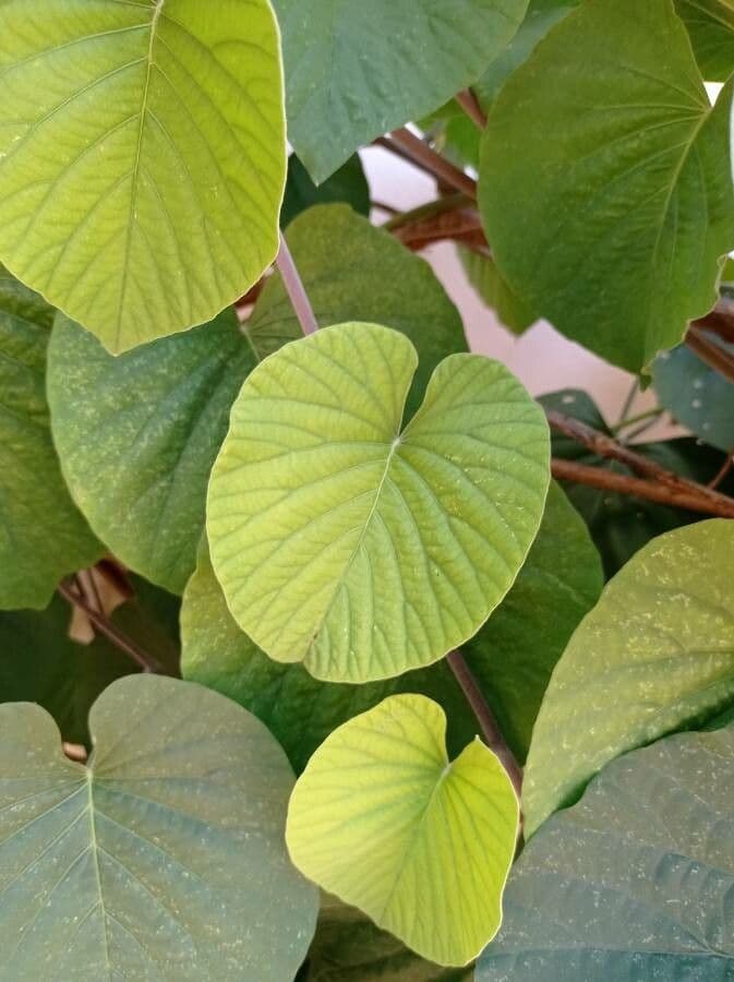 Stictocardia 9