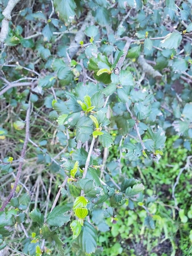 Ceanothus verrucosus 3