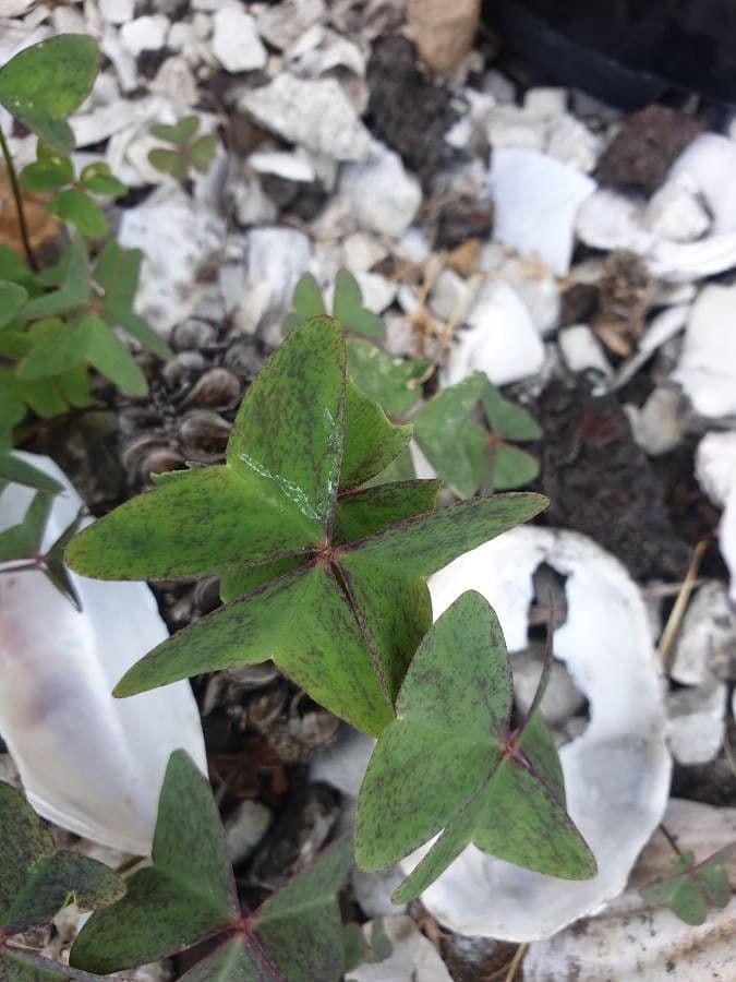 Acetosa viola 14