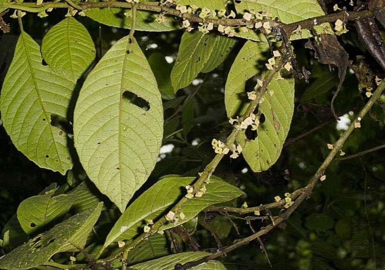 Siparuna pauciflora 11