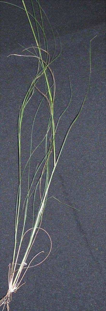 Aristida 4