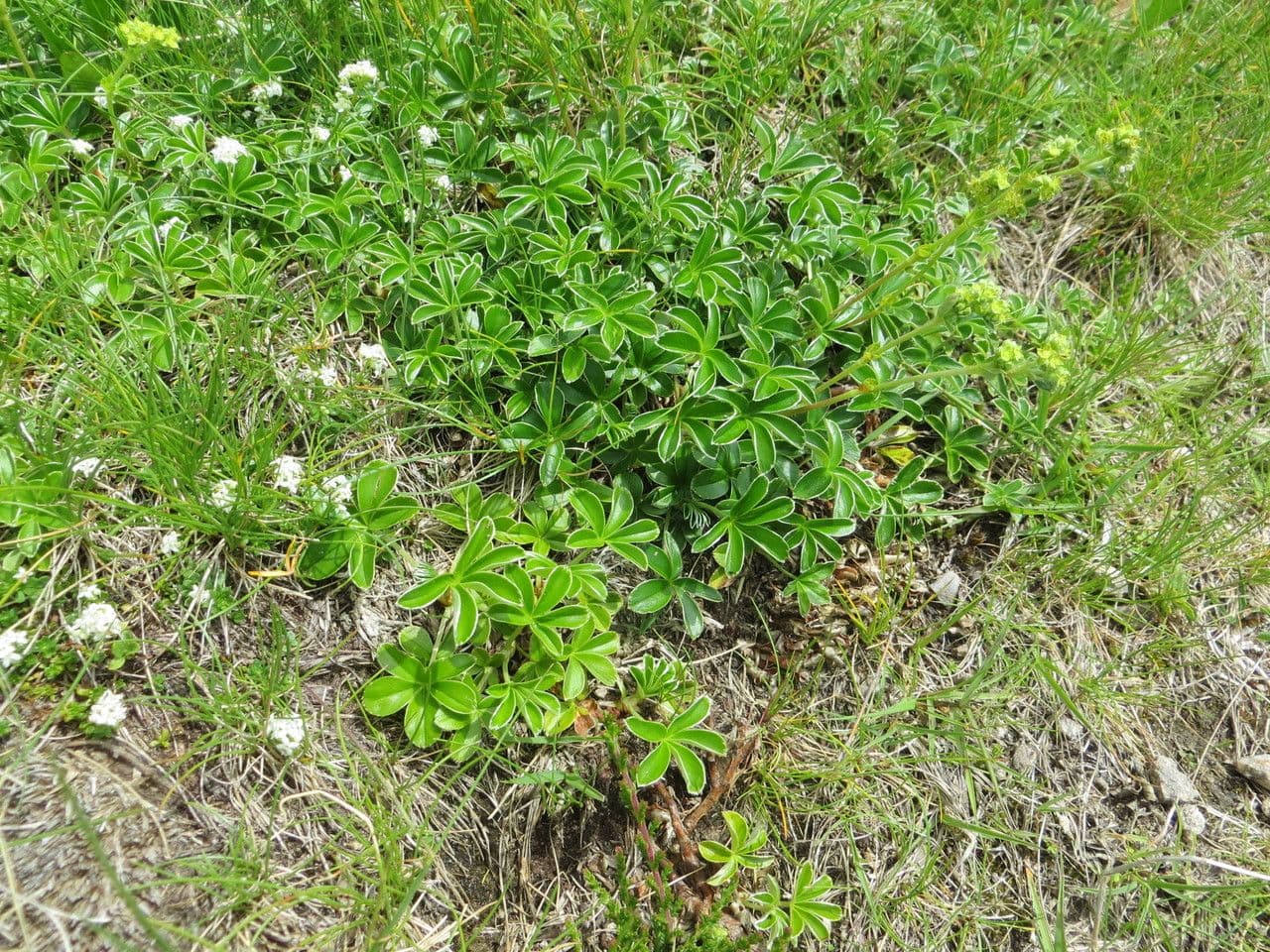 Alchemilla saxatilis 8