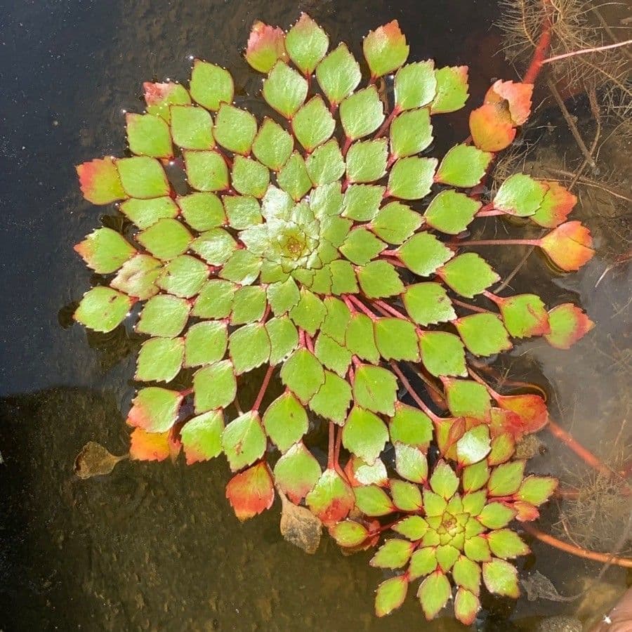 Ludwigia 9