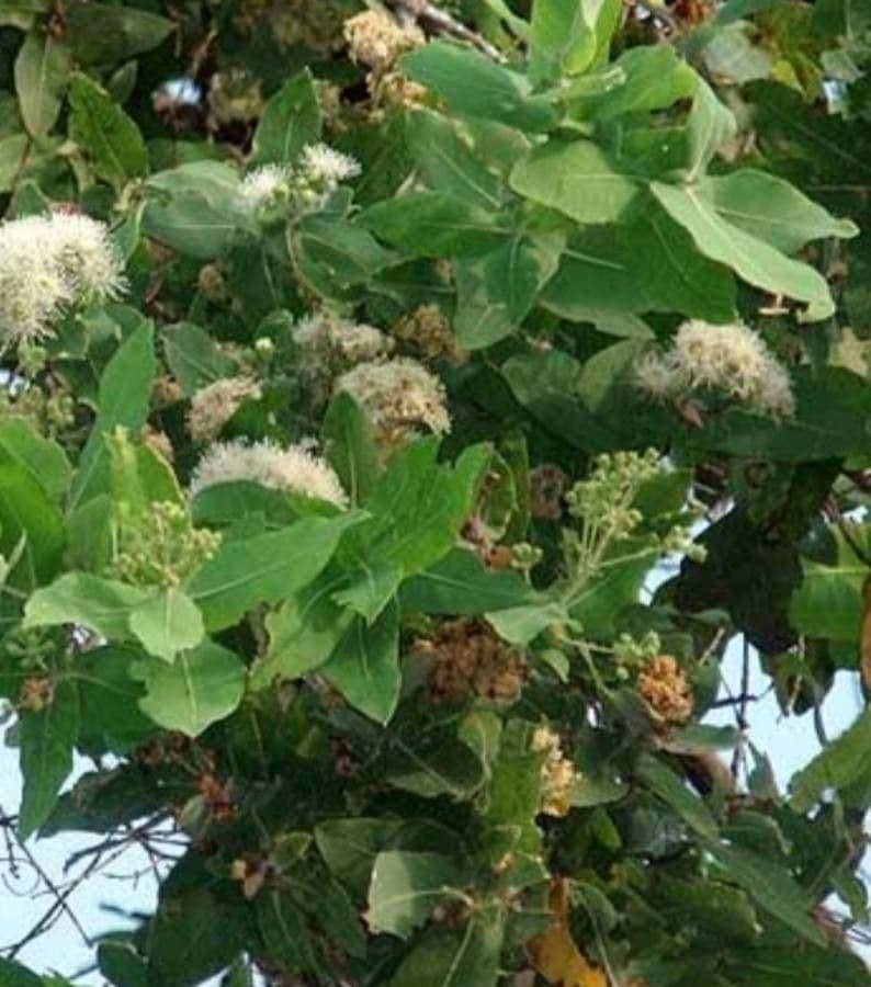 Breitblättriger Apfelbaum