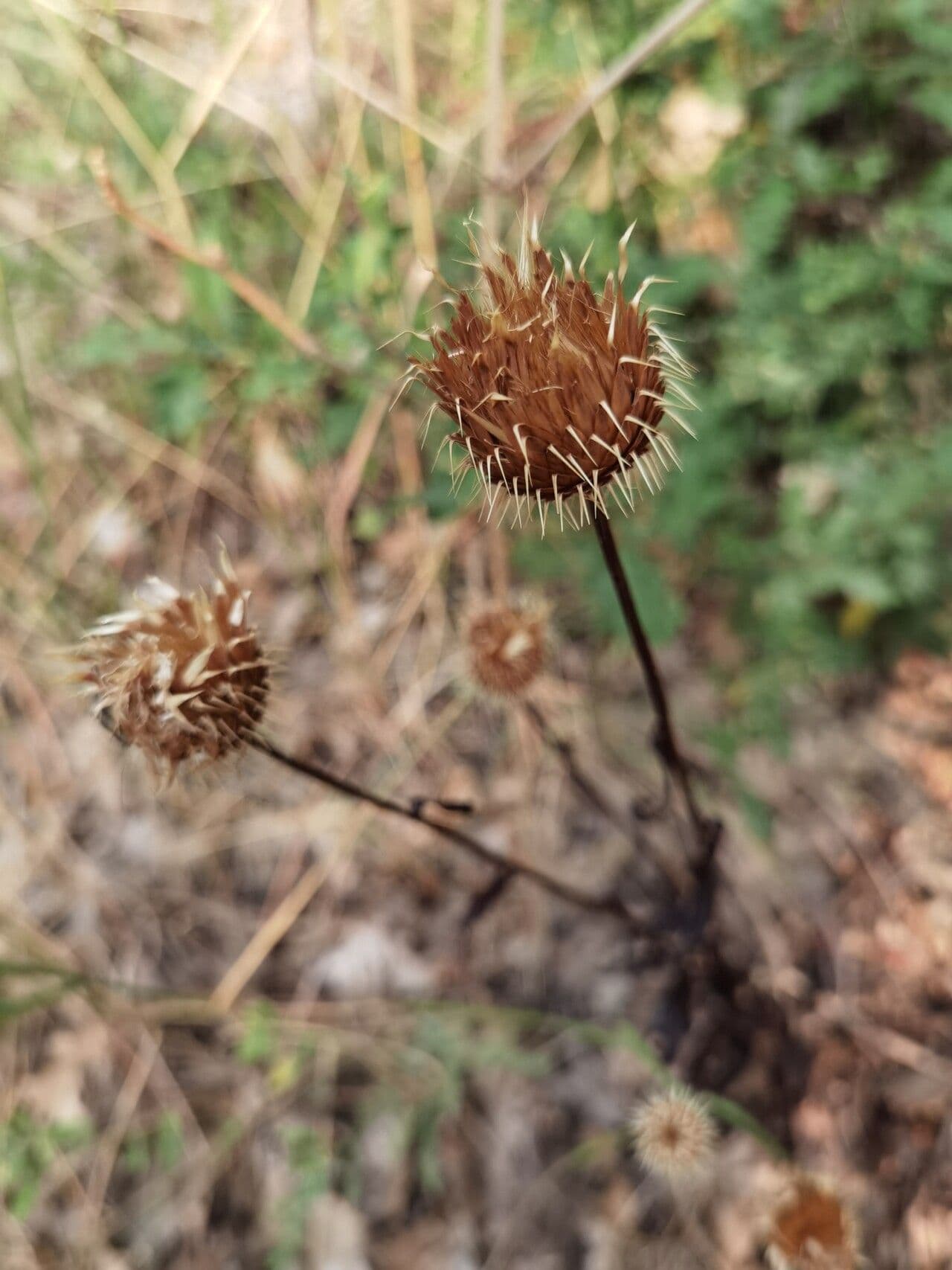 Klasea flavescens 2