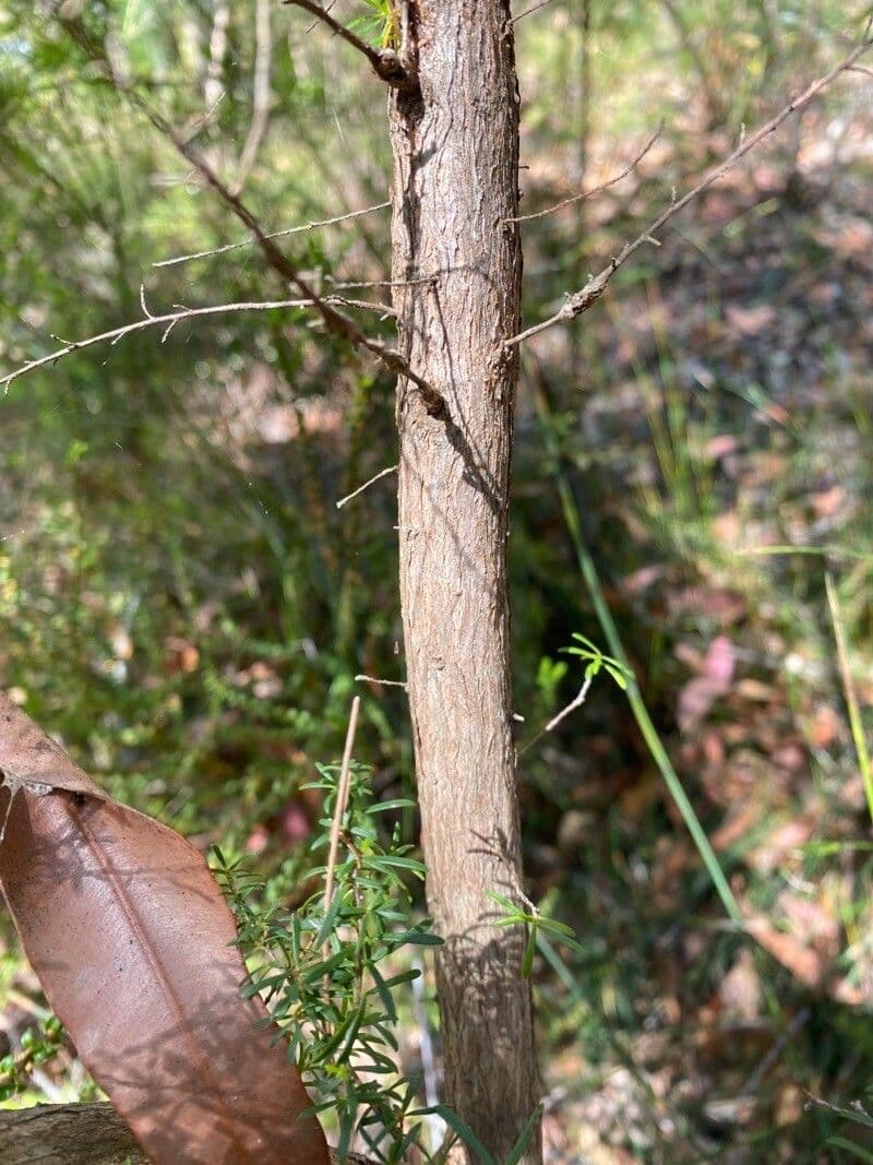 Kunzea ambigua 10