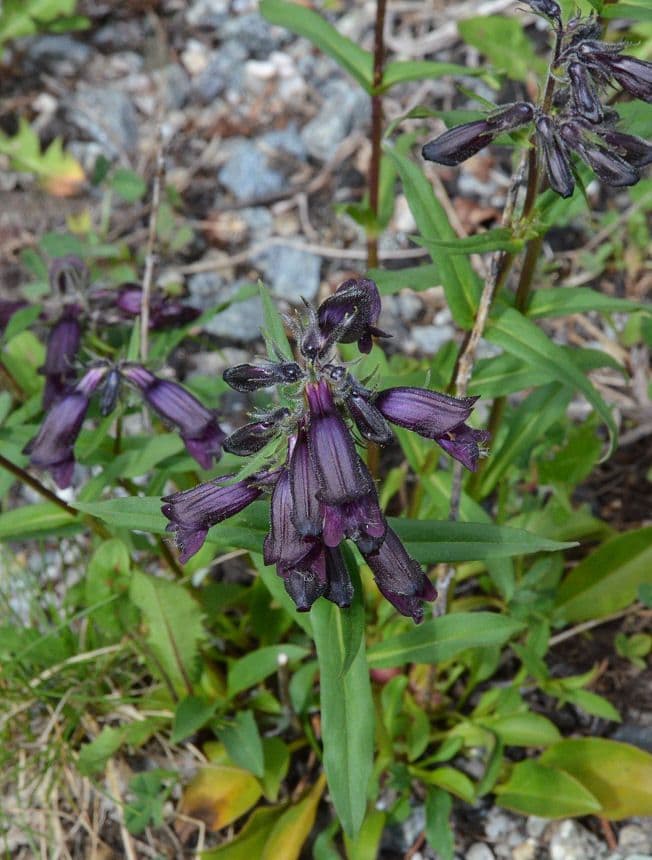Penstemon 9