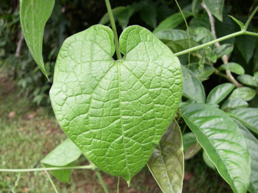 Sicydium 13
