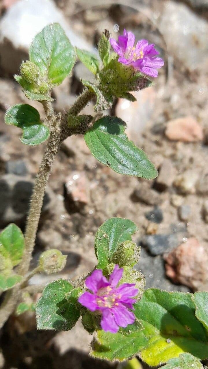 Mirabilis incarnata 3