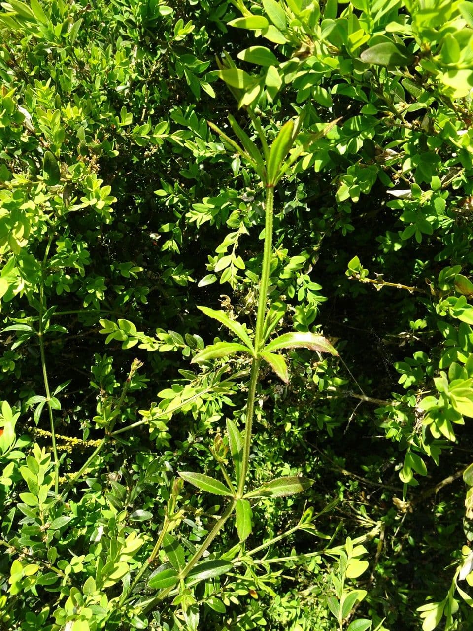 Wild madder 15