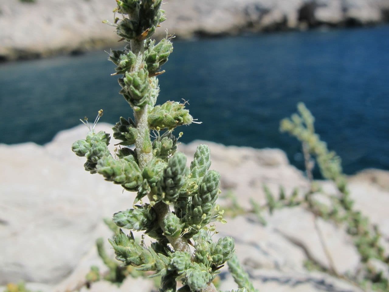 Camphorosma 26