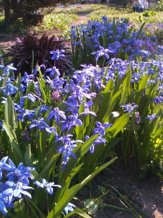 Scilla siberica 2