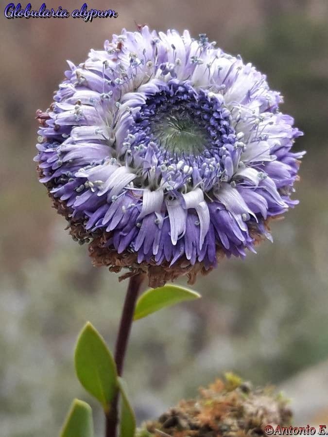 Kulnik alypum 10