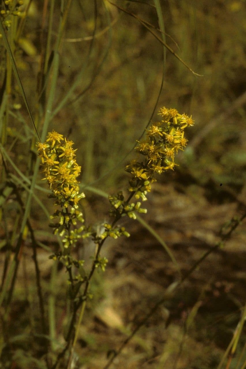 Verga d'oro 3