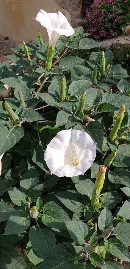 Datura di Wright 6