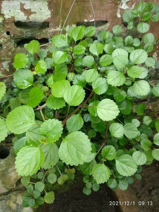 Plectranthus 14