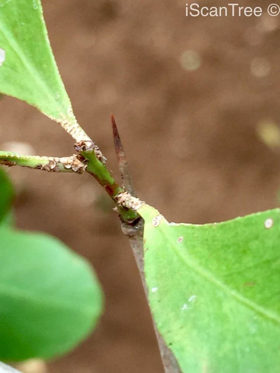Gymnosporia 19