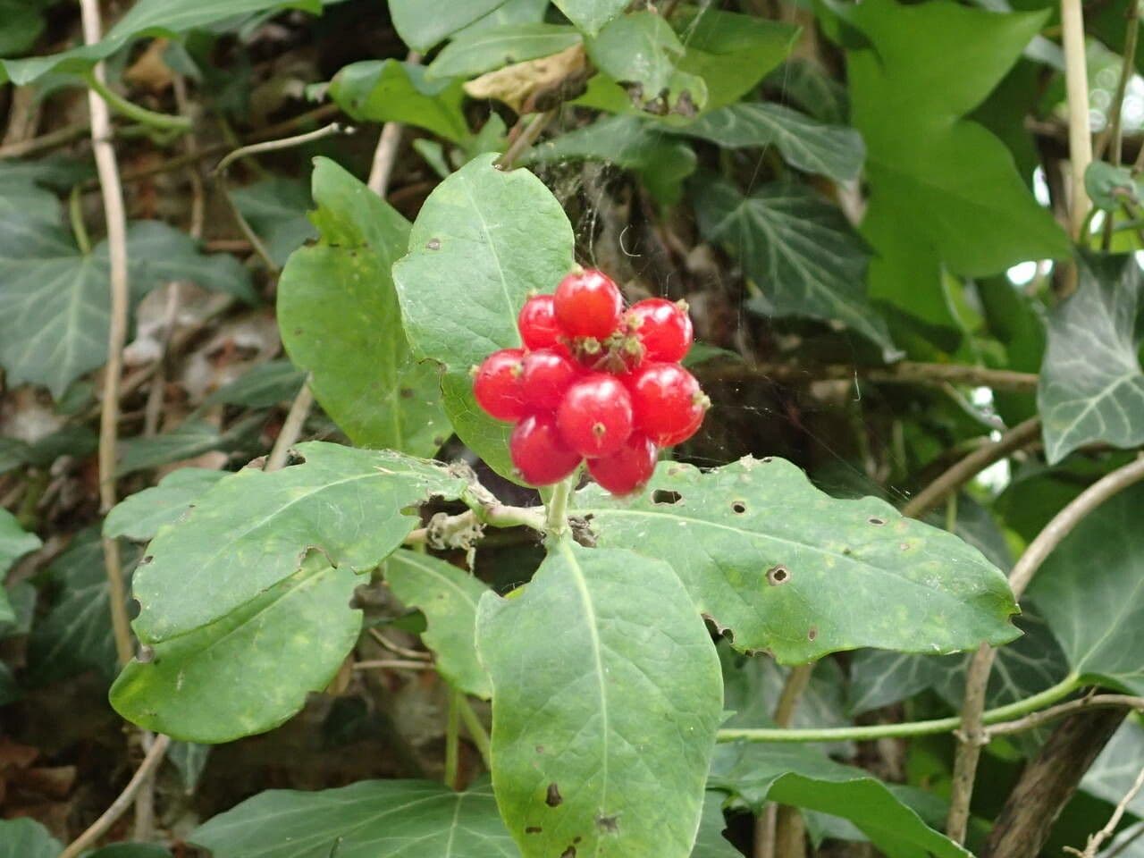 Wald-Geißblatt 3